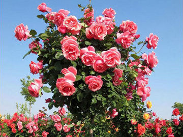 玫瑰海棠的栽培技术要点