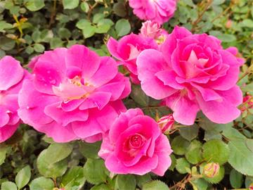 不同颜色玫瑰花的花语是什么？