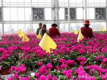 扬州高邮：每天发货30万株，花工厂绽放乡村振兴致富花
