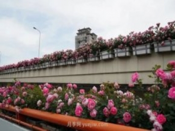 上海城市高架变“花路”，这些月季进入盛花期啦!
