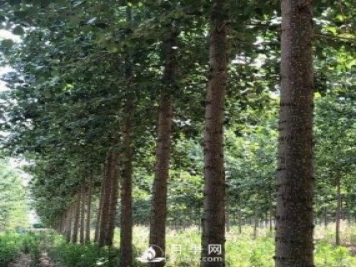 河南周口：培育出不飞絮的杨树新品种