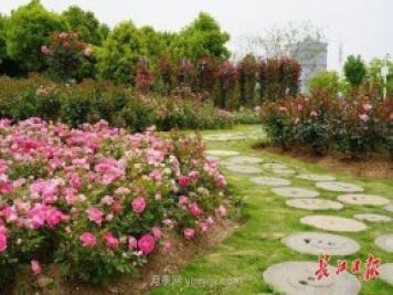武汉满街月季开放，近百座公园进入盛花期
