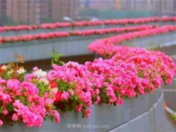 杭州有全国最美花路，大道两旁开满月季花，堵车都是享受