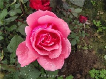 晚春唐诗玫瑰6首：折得玫瑰花一朵，凭君簪向凤凰钗