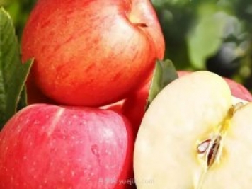 热门的23种苹果的品种产地及成熟时间知识