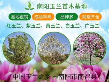 行道树的分类，常见的常绿行道树品种有哪些？