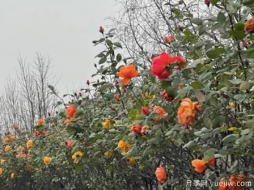 严冬月季花盛开，杭州高架月季实现超长待机