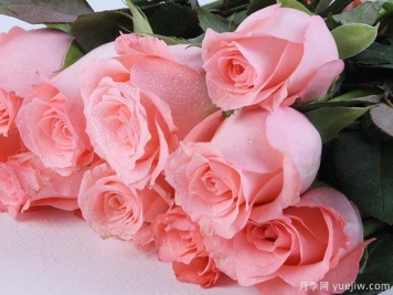 戴安娜玫瑰的花语是什么？有图片的更好？