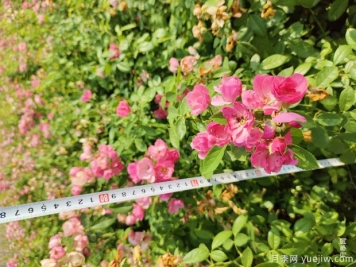 安吉拉月季盆栽苗，60厘米高基地发货