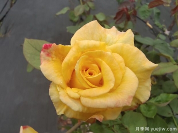 黄玫瑰代表什么意思？黄玫瑰寓意？黄玫瑰的花语是什么？
