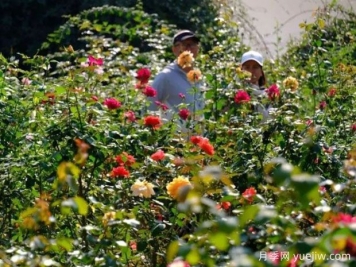 南宁花卉公园3万株月季入盛花期，市民闻香而来