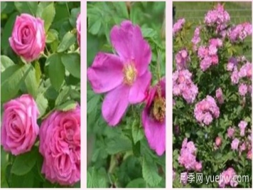 轻松区分月季、玫瑰和蔷薇ROSE三姐妹，不再迷茫于爱情花海