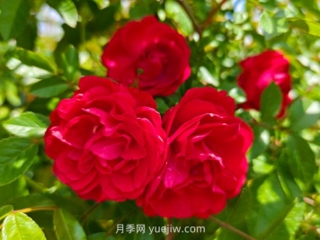 月季红木香爆花机器，花艳丽花量大花期长