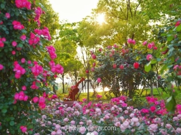 上海前滩休闲公园，月季花海盛景等你赏