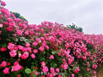 上海放鹤谷无门票，30万朵200多种月季开成了花海