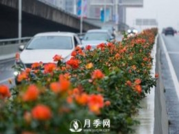 月季花期可调控，看武汉10月中旬月季花艳丽开放
