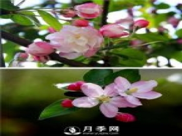 海棠花，与牡丹、兰花、梅花并称为“中国春花四绝”