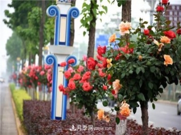 河北北京天津树状月季成风景线，四季应该怎么养护？